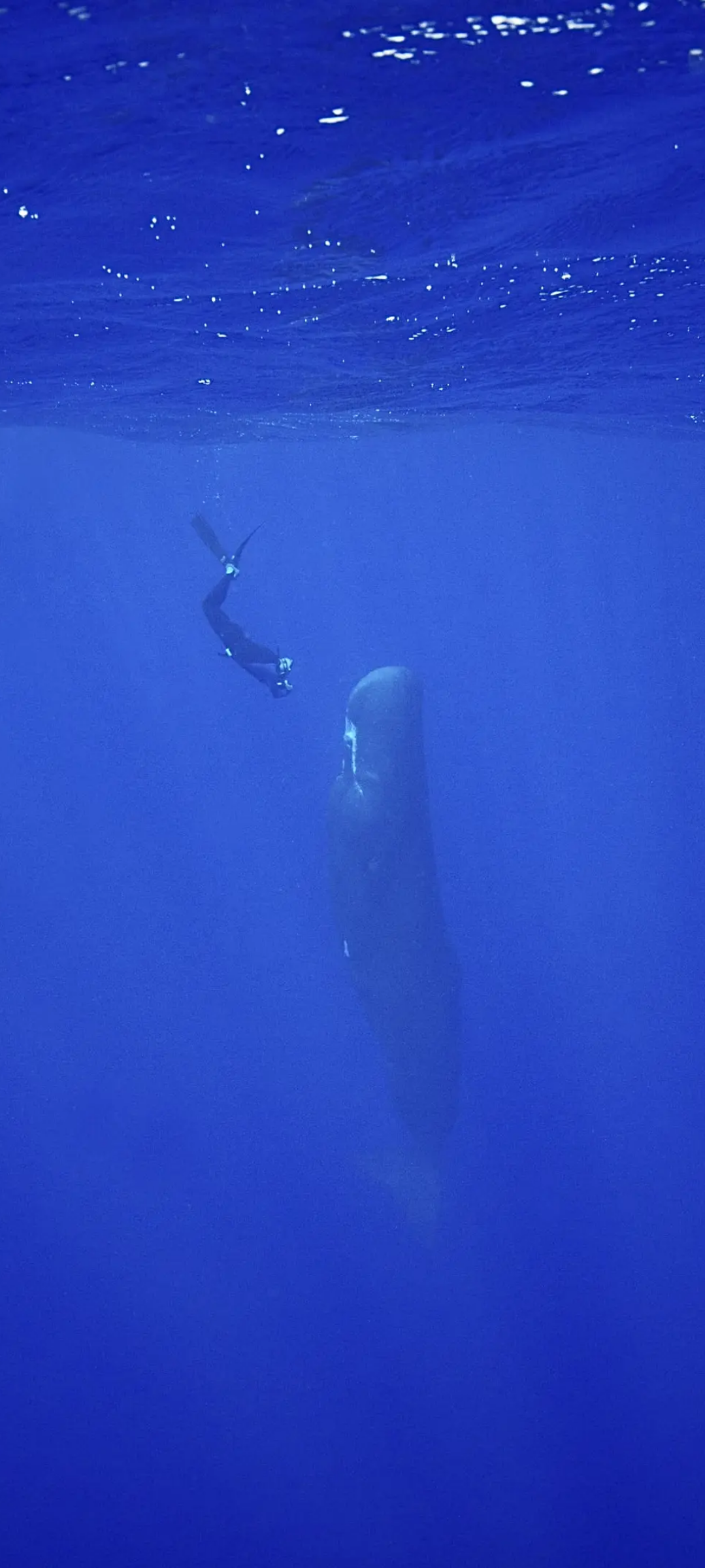 foto de perfil dejuno